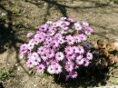 Photo 049_resize * 500 x 375 * (94KB)